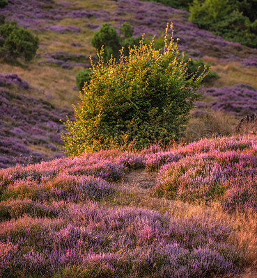 Buy stock photo Heather in Rebild National Park - Jutland, Denmark