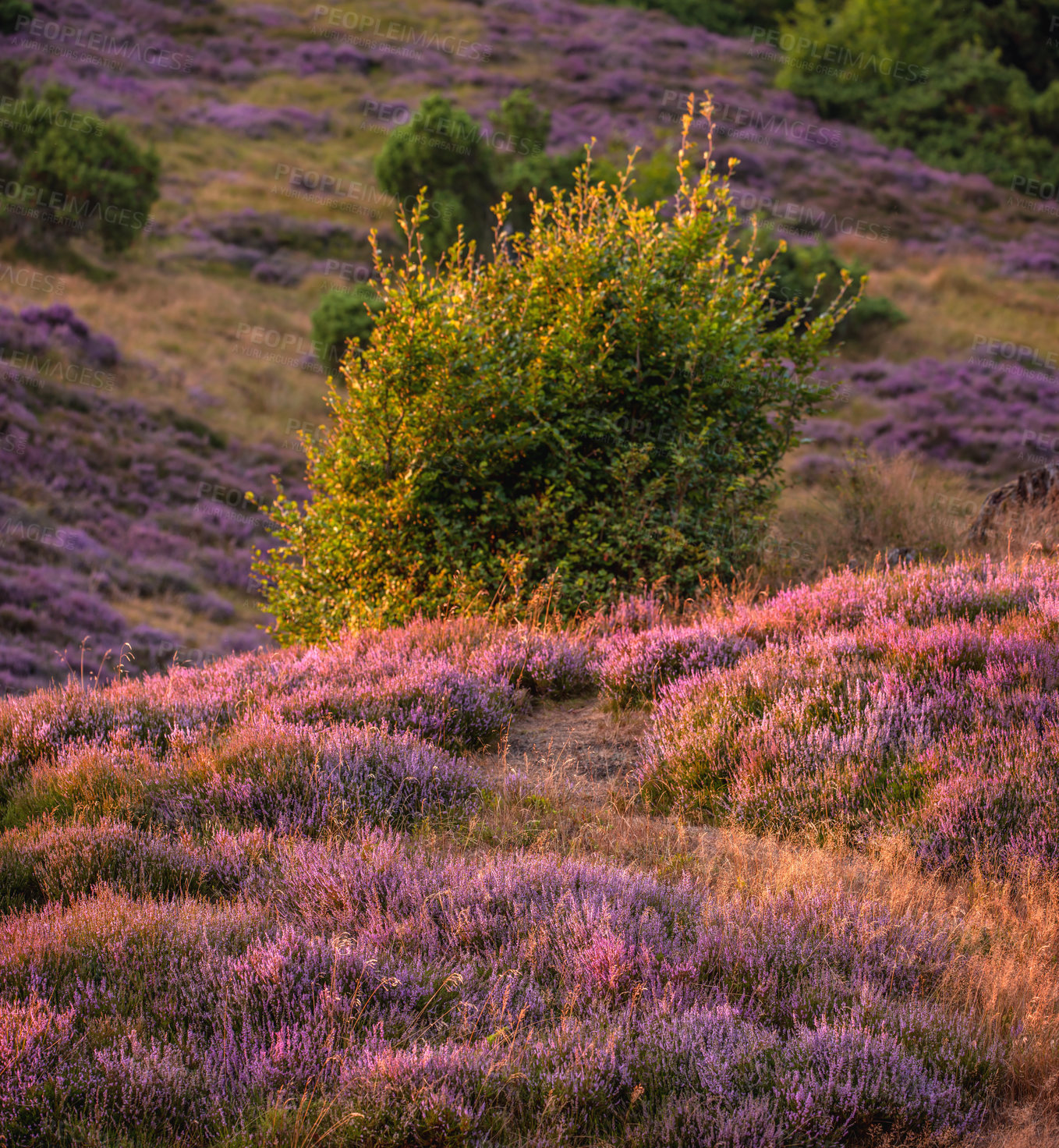 Buy stock photo Heather in Rebild National Park - Jutland, Denmark