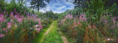 Buy stock photo Pathway, grass and plants for spring in countryside, growth and sustainable of nature in Switzerland. Banner, eco friendly and environment by outdoor with flowers, lavender or trees for climate