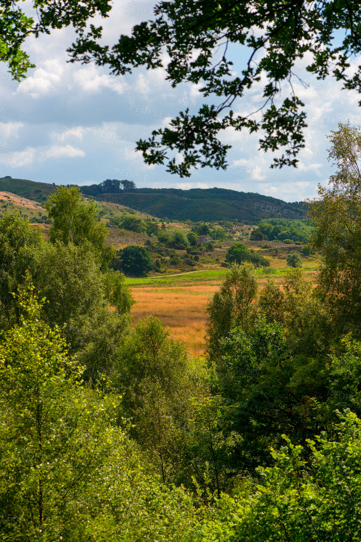 Buy stock photo Nature, countryside and forest trees in spring, natural park and sustainable environment for growth or peacefulness. Landscape, calm and ecology in Denmark with field, harmony valleys and clouds