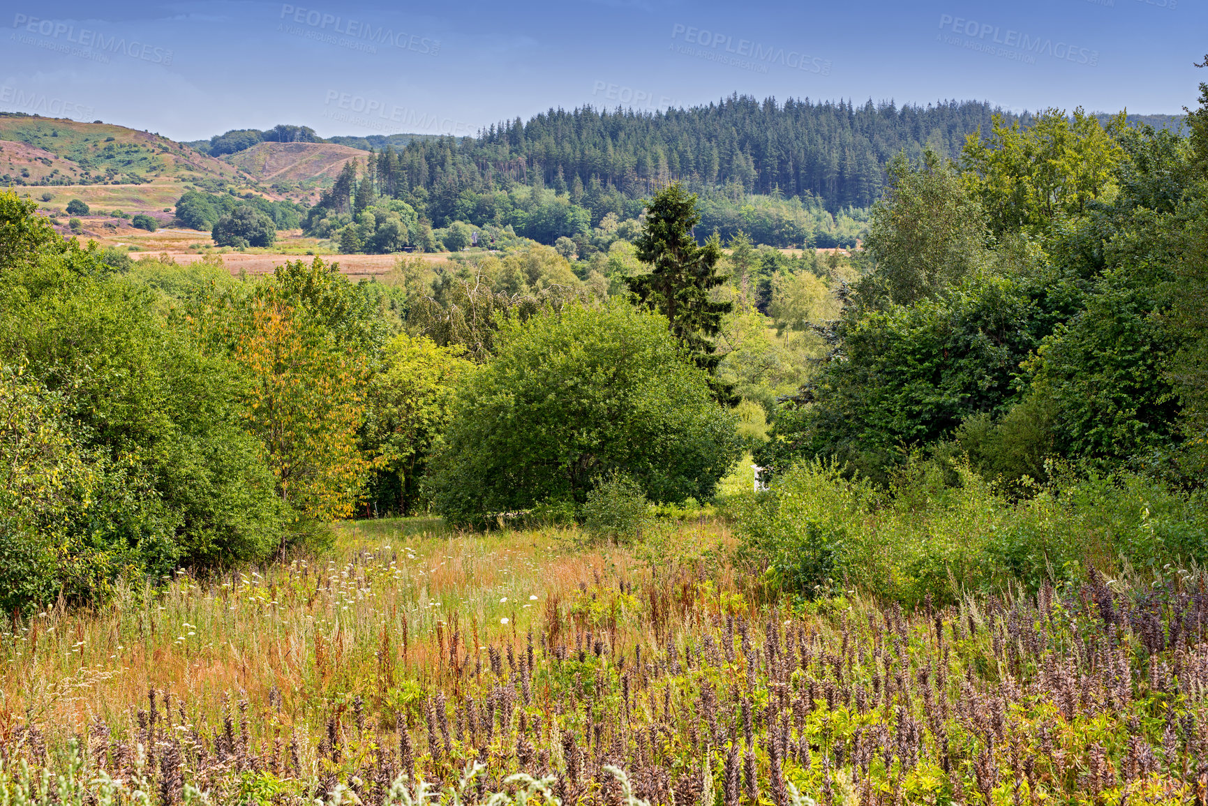 Buy stock photo The beauty of nature - Rebild National Park, Jutland, Denmark,