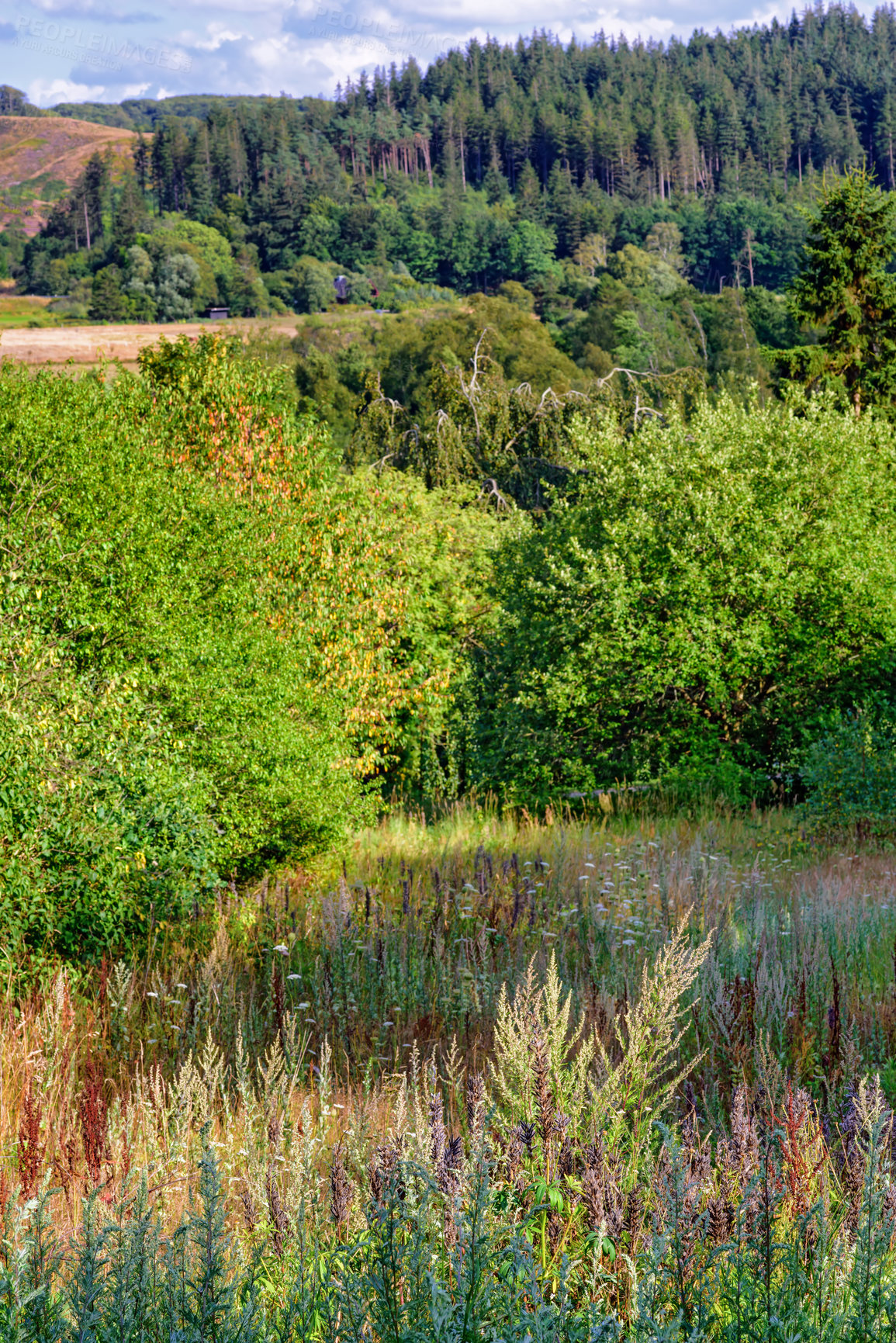 Buy stock photo Nature, countryside and forest valley in summer, natural park and sustainable environment for growth or peacefulness. Landscape, calm and ecology in Denmark with field, harmony and lush vegetation
