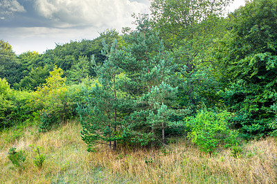 Buy stock photo Trees, grass and nature in national park, outdoor and bush in environment for ecology, growth and forest. Woods, fern and sustainability of plants, leaves and clouds in sky of countryside and USA