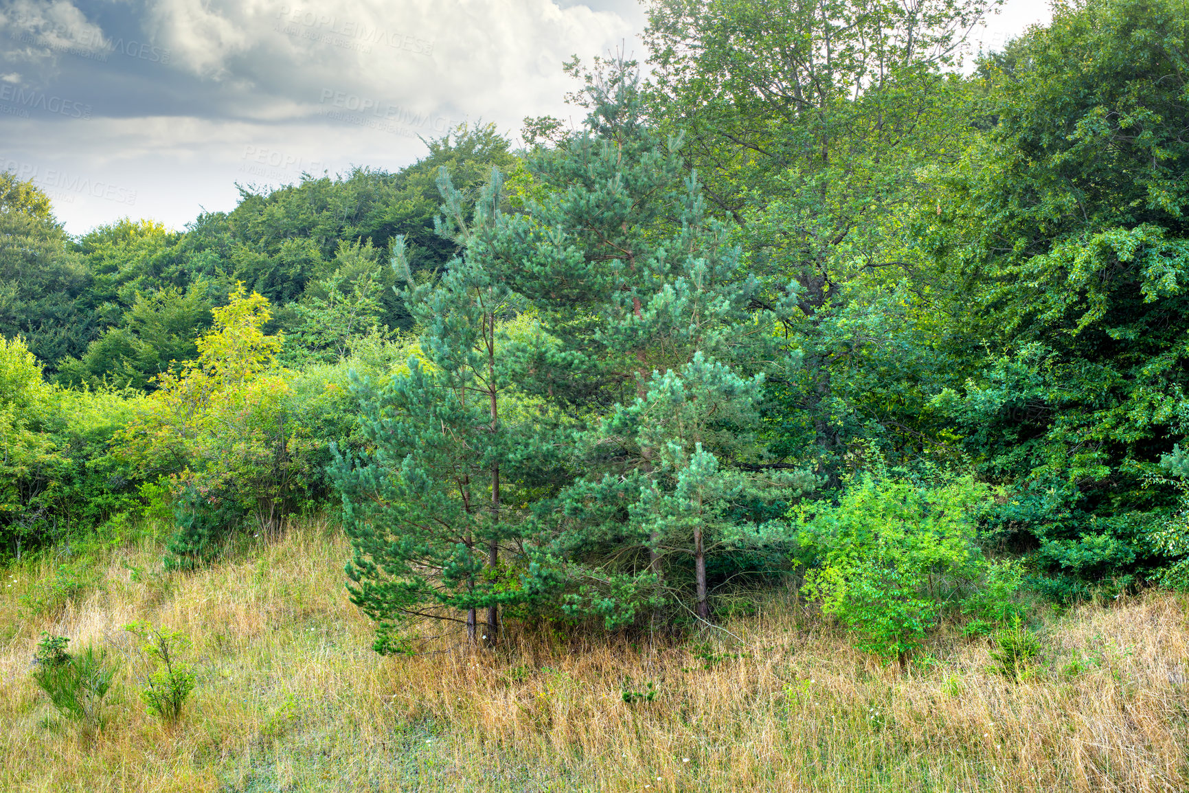 Buy stock photo Trees, grass and nature in national park, outdoor and bush in environment for ecology, growth and forest. Woods, fern and sustainability of plants, leaves and clouds in sky of countryside and USA