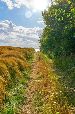 Buy stock photo Rural, clouds and path with field in agriculture environment, sustainability or nature landscape. Empty, sky and bush plant in countryside for farming, growth development or harvest in Denmark