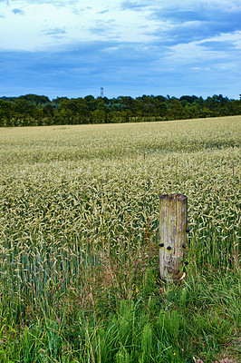 Buy stock photo Field, wheat and sustainable for spring in countryside, crops and growth with nutritional value. Carbohydrate, dietary fiber and mineral of plant for agriculture, grain and cultivation season on farm