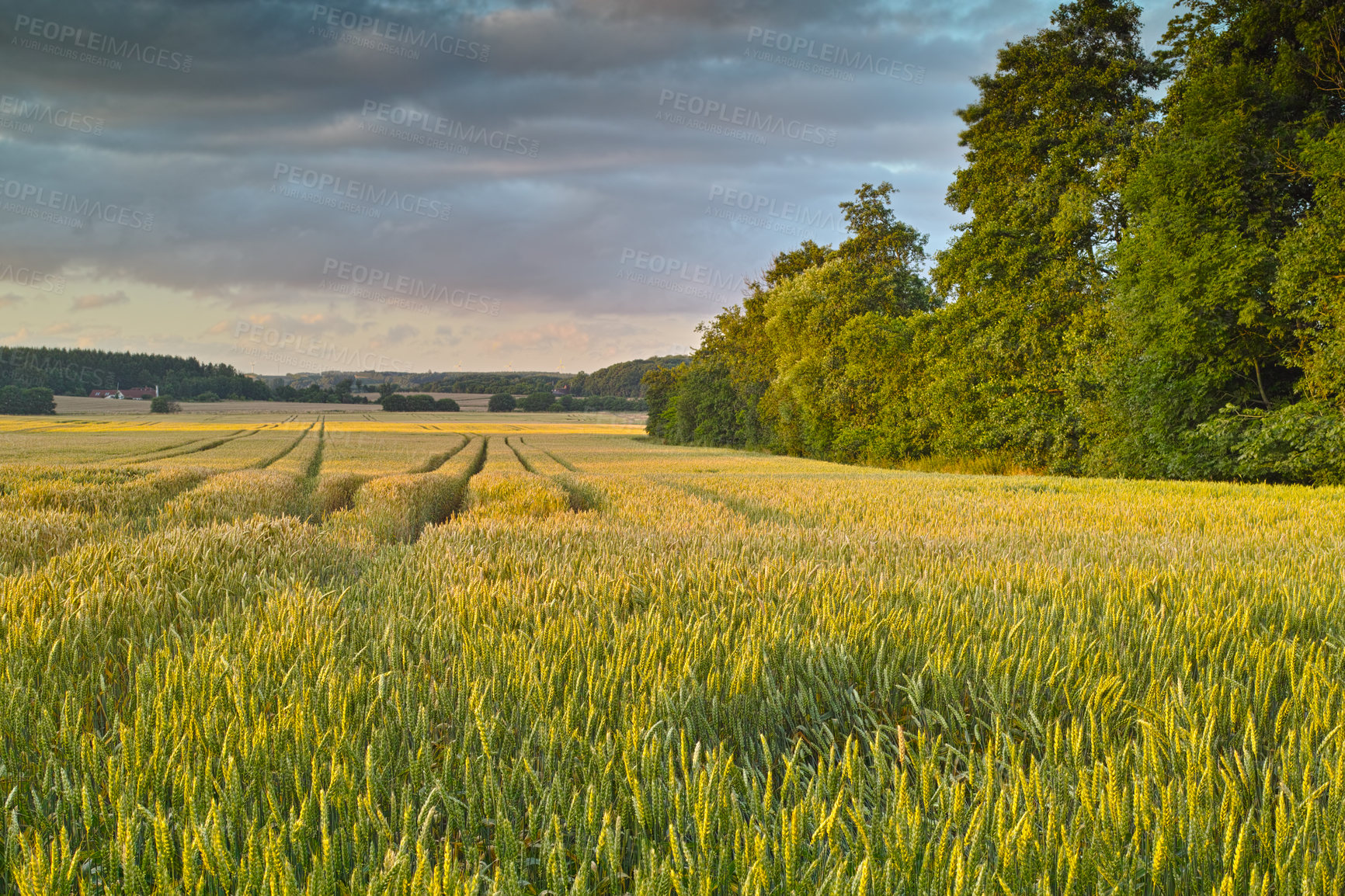 Buy stock photo Farmland in springtime - Jutland, Denmark