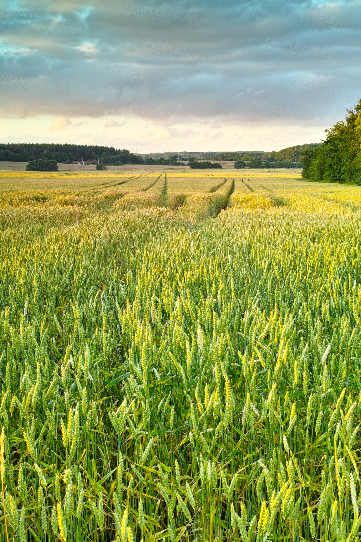 Buy stock photo Field, wheat and sustainable for spring in farm, crops and growth with nutritional value. Carbohydrate, dietary fiber and mineral of plant for agriculture, grain and cultivation season in countryside