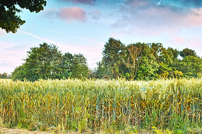 Buy stock photo Field, growth and wheat for spring in farm, sustainable and crops with nutritional value. Carbohydrate, dietary fiber and mineral of plant for agriculture, grain and cultivation season in countryside