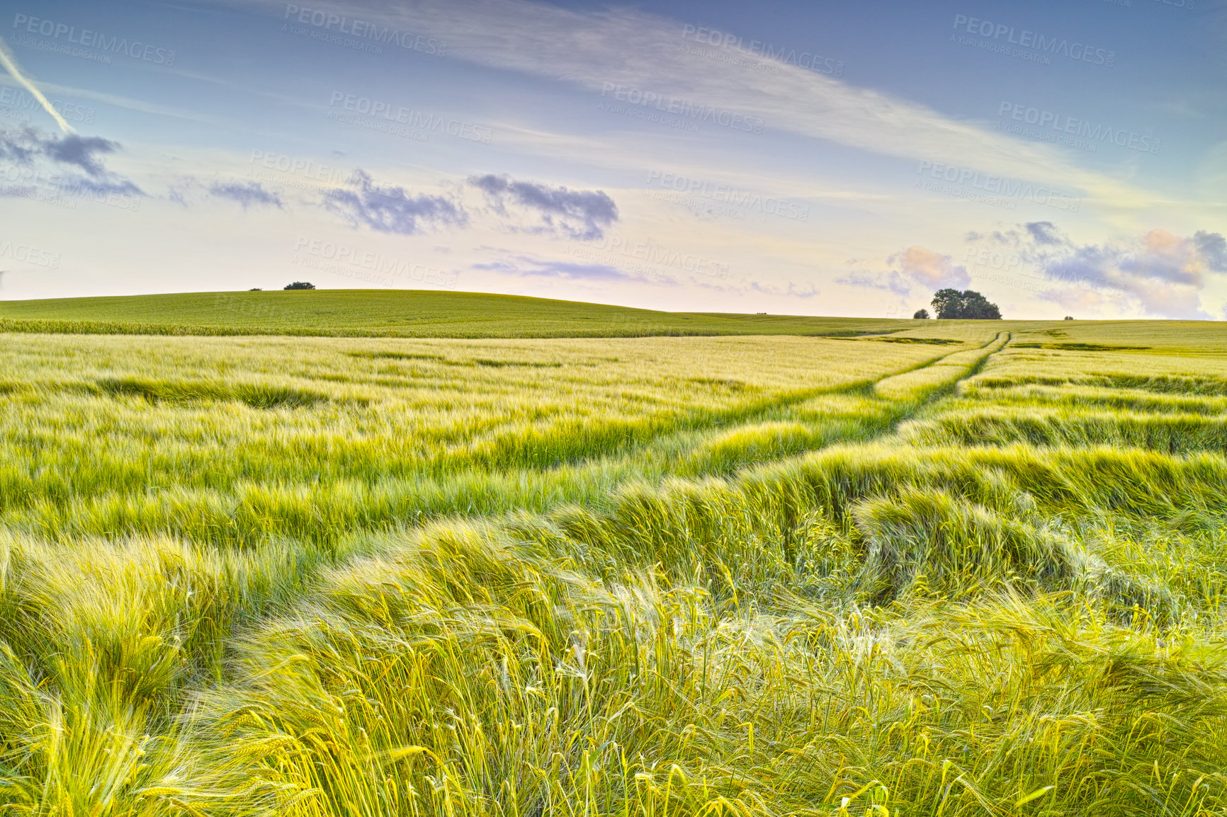 Buy stock photo Morning, landscape and grass in wheat field for agriculture, sustainability and natural growth in countryside. Calm meadow, food farming and clouds for plants in Denmark agro environment for farmland