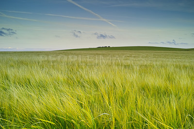 Buy stock photo Morning, growth and grass in wheat field for agriculture, sustainability and natural meadow in countryside. Calm landscape, food farming and clouds for plants in Denmark agro environment for farmland