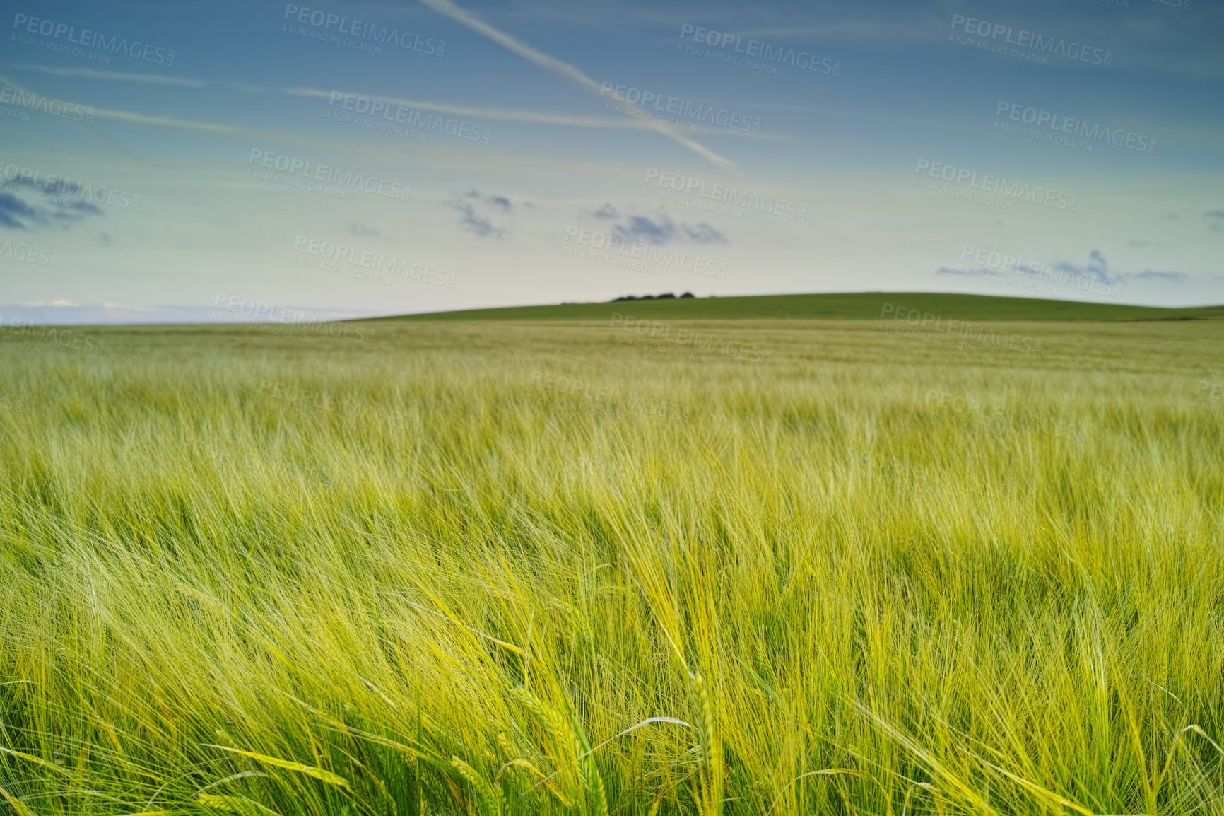 Buy stock photo Morning, growth and grass in wheat field for agriculture, sustainability and natural meadow in countryside. Calm landscape, food farming and clouds for plants in Denmark agro environment for farmland