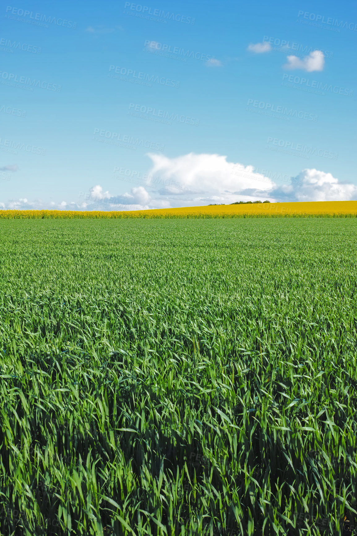 Buy stock photo Farmland, grass and field with clouds on blue sky, farming environment and countryside or natural pasture. Sustainable, ecology and clean energy or landscape, spring and outdoor in Switzerland