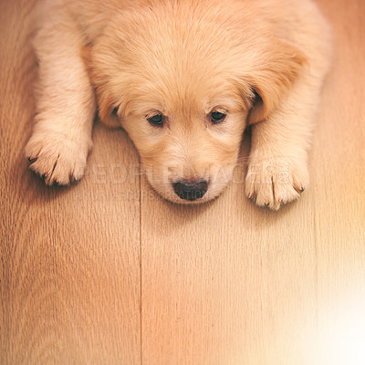 Buy stock photo Dog, portrait and rest with wood, floor and paw or sad with pet at home or house. Golden retriever, animal and puppy with sleepy, bored or depressed from exhausted play or unhappy from high angle