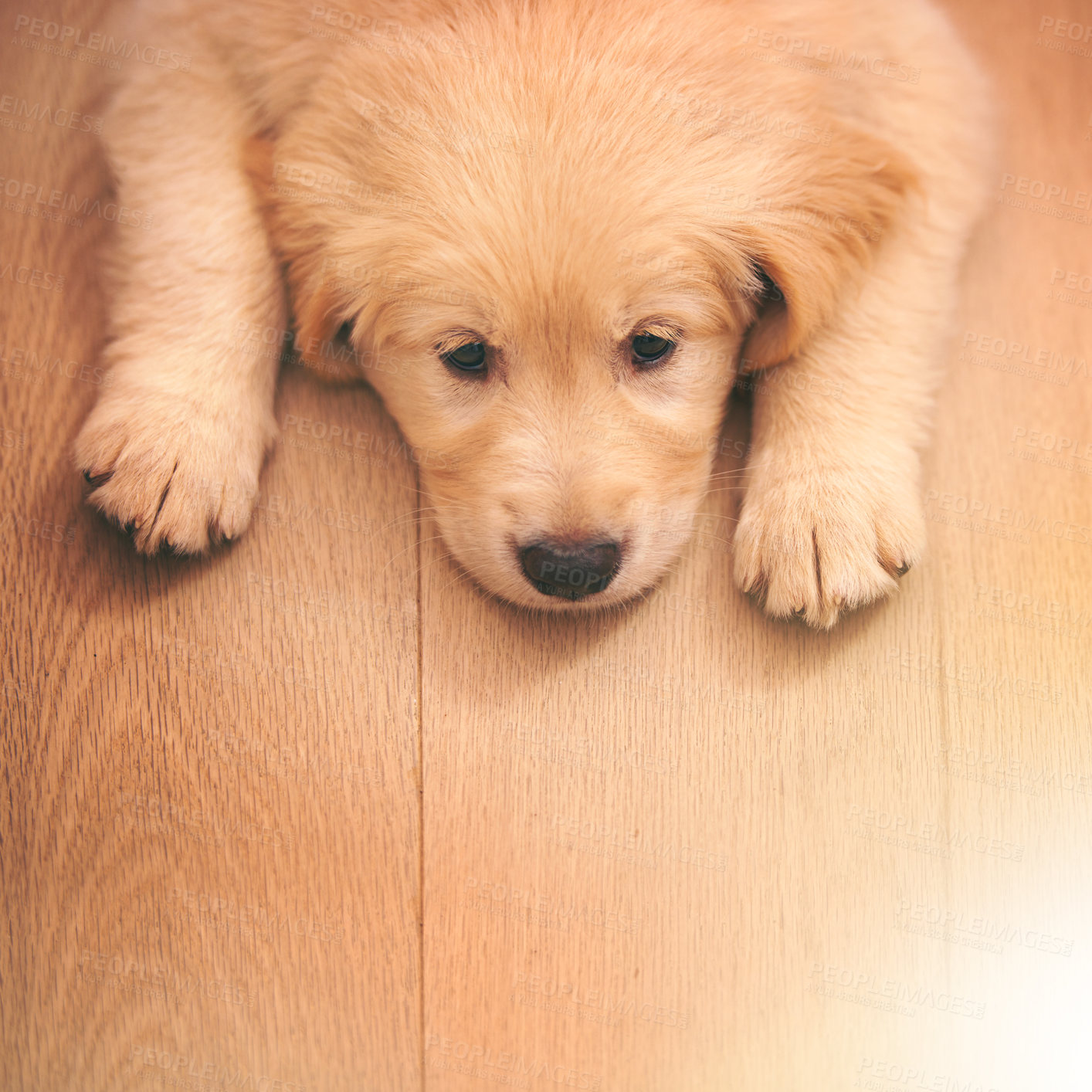 Buy stock photo Dog, portrait and rest with wood, floor and paw or sad with pet at home or house. Golden retriever, animal and puppy with sleepy, bored or depressed from exhausted play or unhappy from high angle