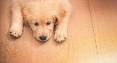 Buy stock photo Shot of an adorable golden retriever puppy lying on a wooden floor