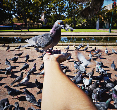 Buy stock photo Person, hand and rock pigeon in park for bird, feed and fly with wings for wildlife, nature outdoor and pond. Animal, flock and environment and feeding for compassion, care or kindness in Berlin pov