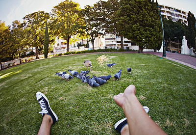 Buy stock photo POV, feeding pigeons and park with person hands, animal and grass field with New York travel and holiday. Seeds and throw with birds, nature and trees with urban garden and outdoor in city with food