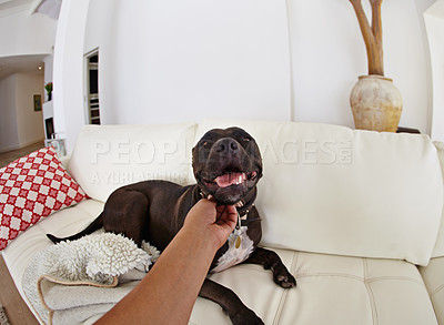 Buy stock photo POV, love and dog on a couch, bonding and happiness at home, affection and care in the lounge. Hand, person and pet on a sofa, calm and cuddle with an animal, perspective and wellness with comfort