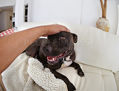 Buy stock photo Home, dog and pet with hands for love, care and affection in living room or sofa for fun and responsibility. Human or person with animal adoption, shelter and pitbull breed relax on couch or lounge