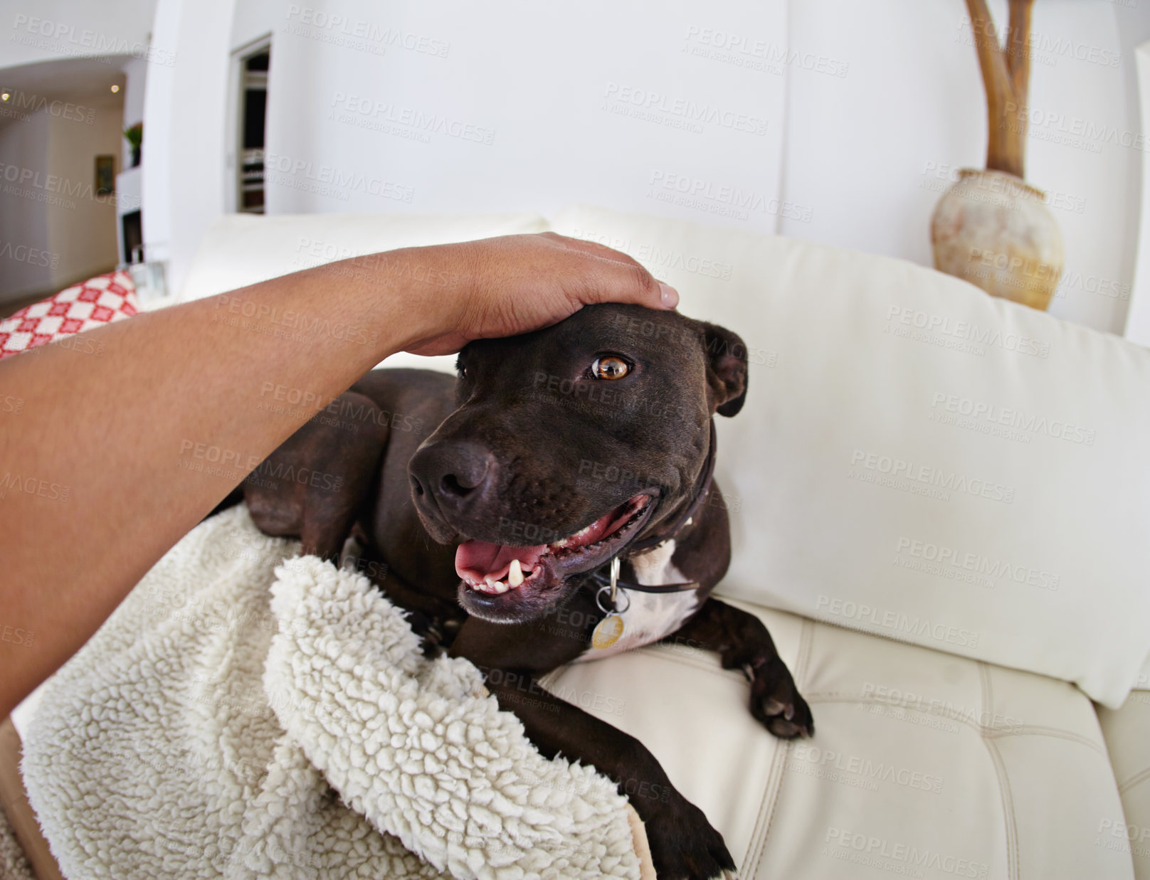 Buy stock photo Home, dog and pet with hands for love, care and affection in living room or sofa for fun and responsibility. Human or person with animal adoption, shelter and pitbull breed relax on couch or lounge