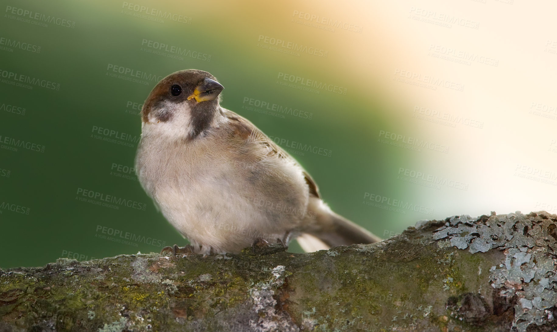 Buy stock photo Ecology, bird and sparrow on tree in nature for pollination, conservation or sustainability of ecosystem. Wildlife, animal and relax on branch for food search and insect control in habitat with space