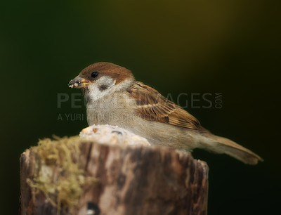 Buy stock photo Conservation, nature and wildlife with bird on tree stump in natural environment for sustainability. Ecosystem, feathers and habitat with sparrow outdoor on dark background for ecology or flight