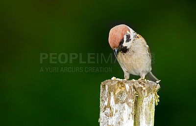 Buy stock photo Ecosystem, nature and wildlife with bird on tree stump in natural environment for sustainability. Conservation, feathers and habitat with sparrow outdoor on dark background for ecology or flight