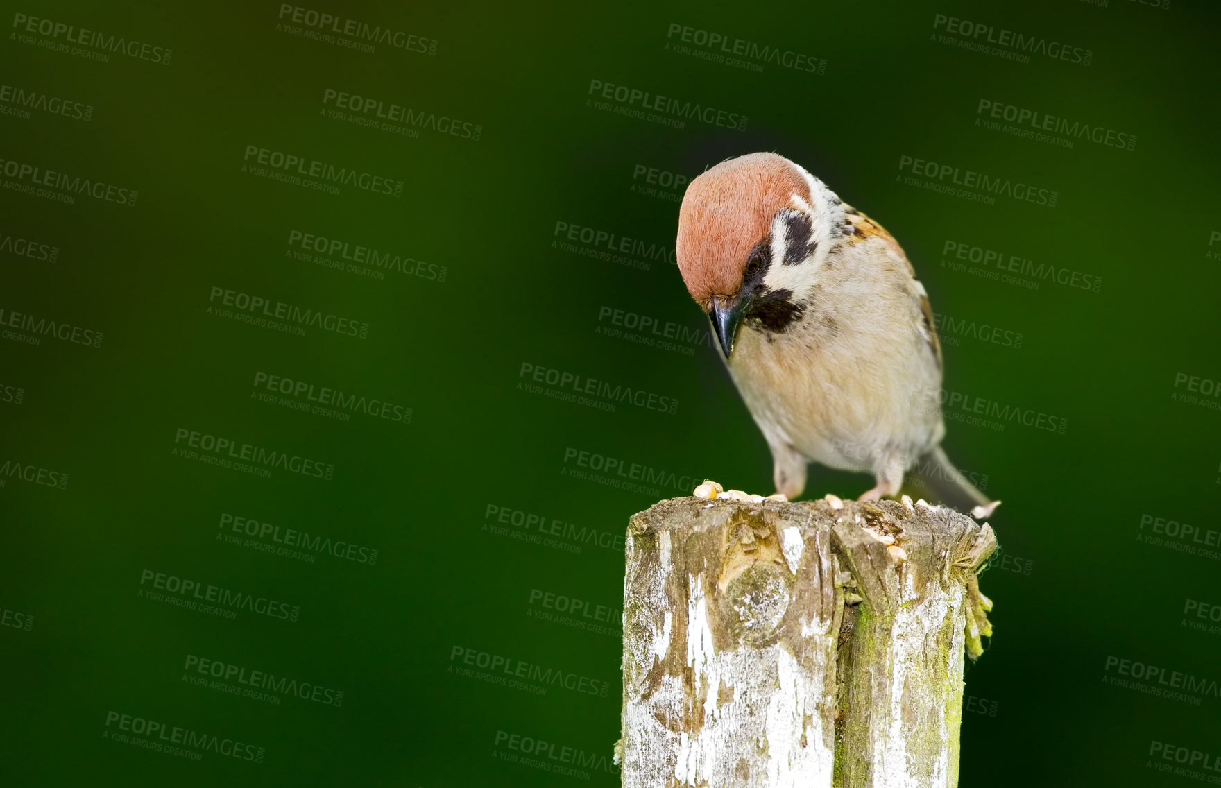 Buy stock photo Ecosystem, nature and wildlife with bird on tree stump in natural environment for sustainability. Conservation, feathers and habitat with sparrow outdoor on dark background for ecology or flight