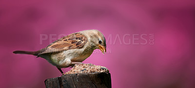 Buy stock photo Bird, sparrow and outdoor food on tree, habitat and nature ecosystem for animal nutrition in jungle. Travel, woods and avian on pink background for wildlife diet, sustainable environment and eating