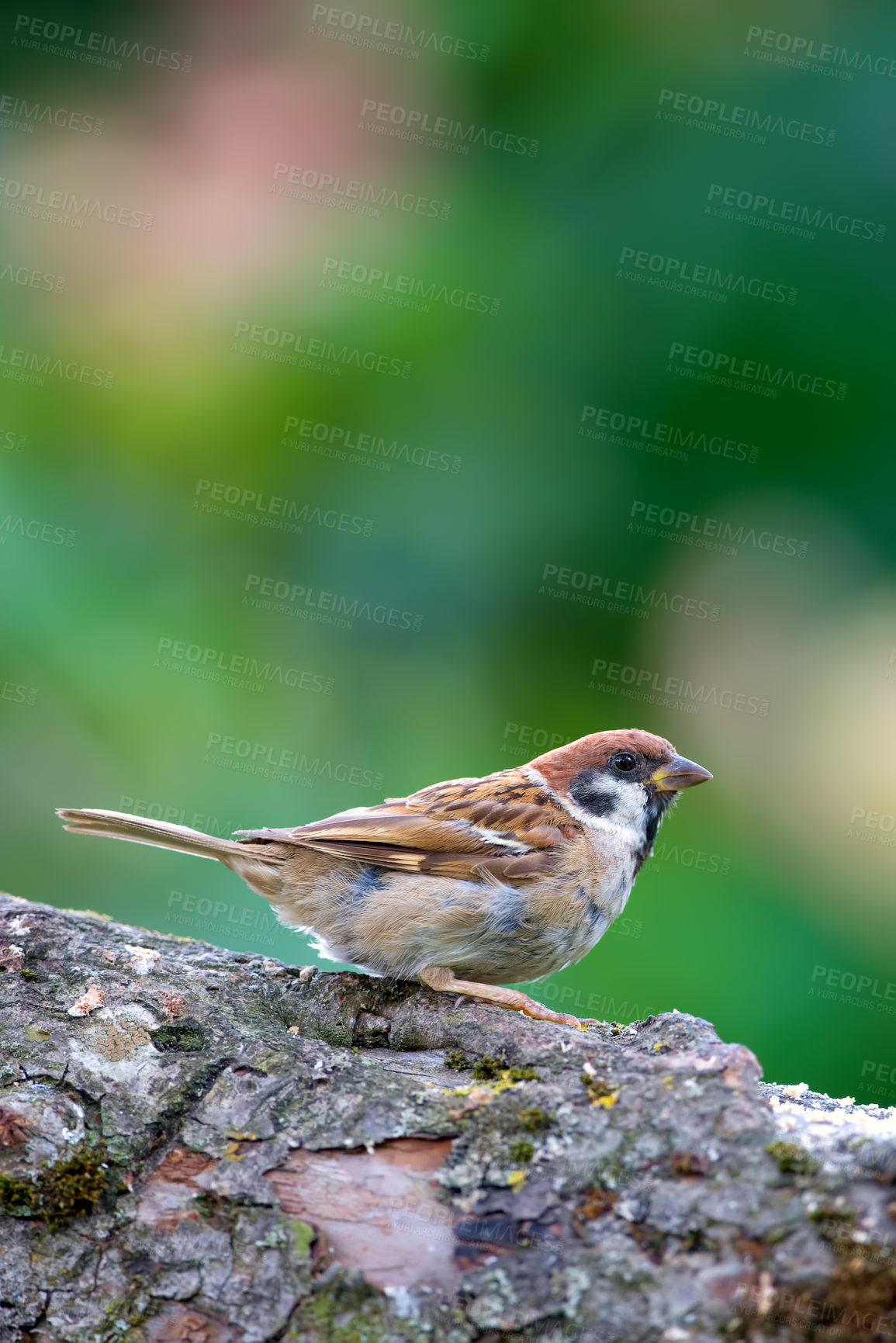 Buy stock photo Ecology, bird and sparrow on tree in environment for pollination, conservation and sustainability of ecosystem. Wildlife, animal and waiting on branch for food search and relax in habitat with mockup