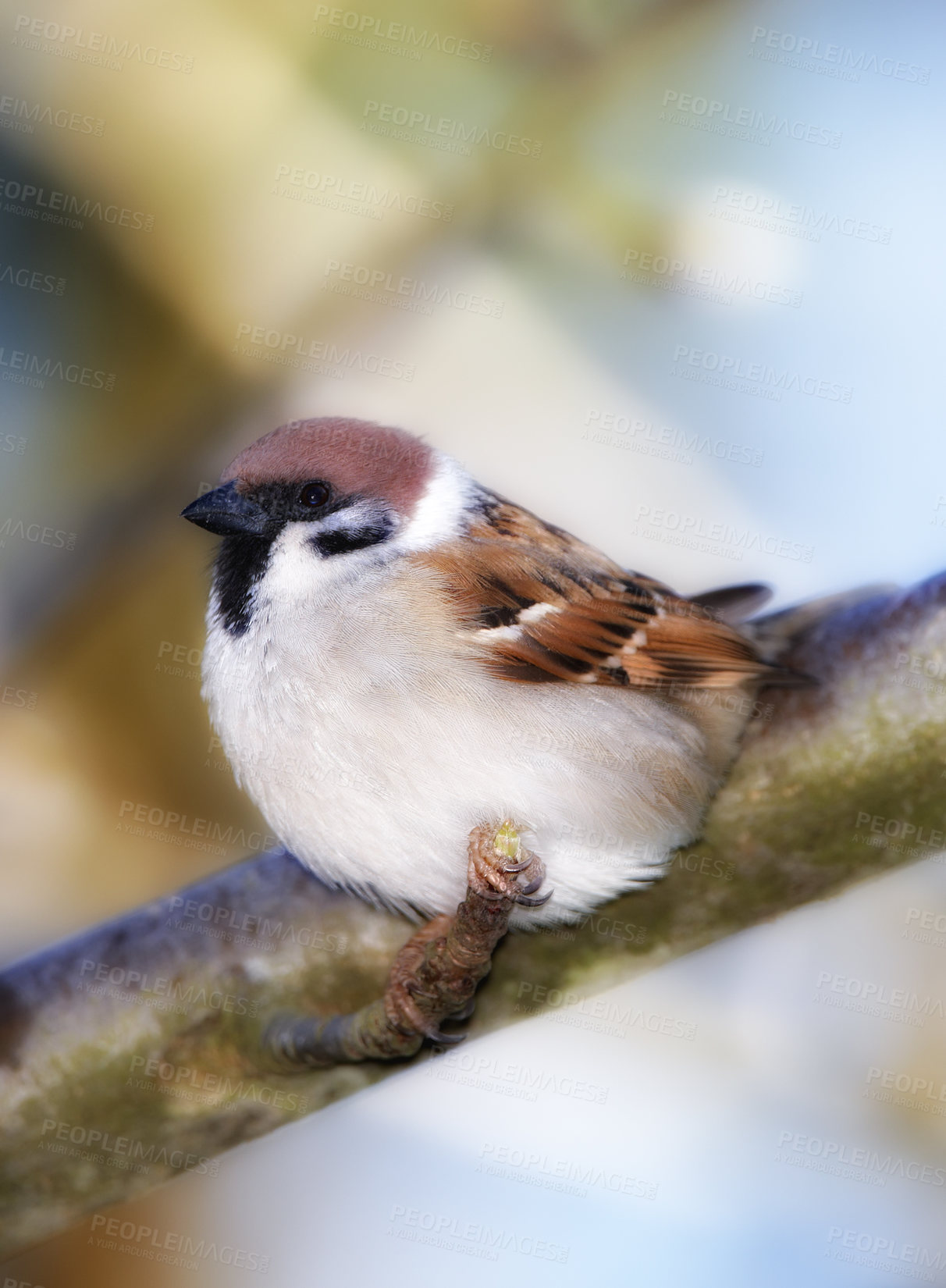 Buy stock photo Conservation, nature and wildlife with bird on tree branch in natural environment for sustainability. Ecosystem, feathers and habitat with brown sparrow perched outdoor for ecology or flight