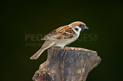 Buy stock photo Ecology, bird and sparrow on branch in nature for pollination, conservation or sustainability of ecosystem. Wildlife, animal and relax on tree for food search or insect control in habitat with mockup