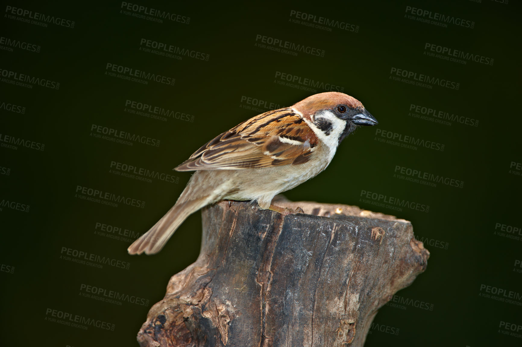 Buy stock photo Ecology, bird and sparrow on branch in nature for pollination, conservation or sustainability of ecosystem. Wildlife, animal and relax on tree for food search or insect control in habitat with mockup