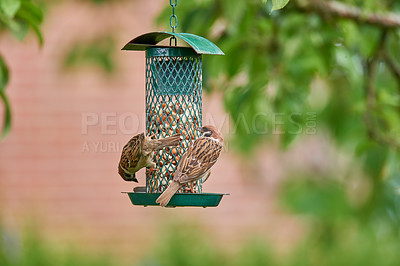 Buy stock photo Outdoor, tree and sparrows in bird feeder with corn for eating for growth and care. Preservation, conservation and sustainability with food or nutrition in garden for animals as healthy environment