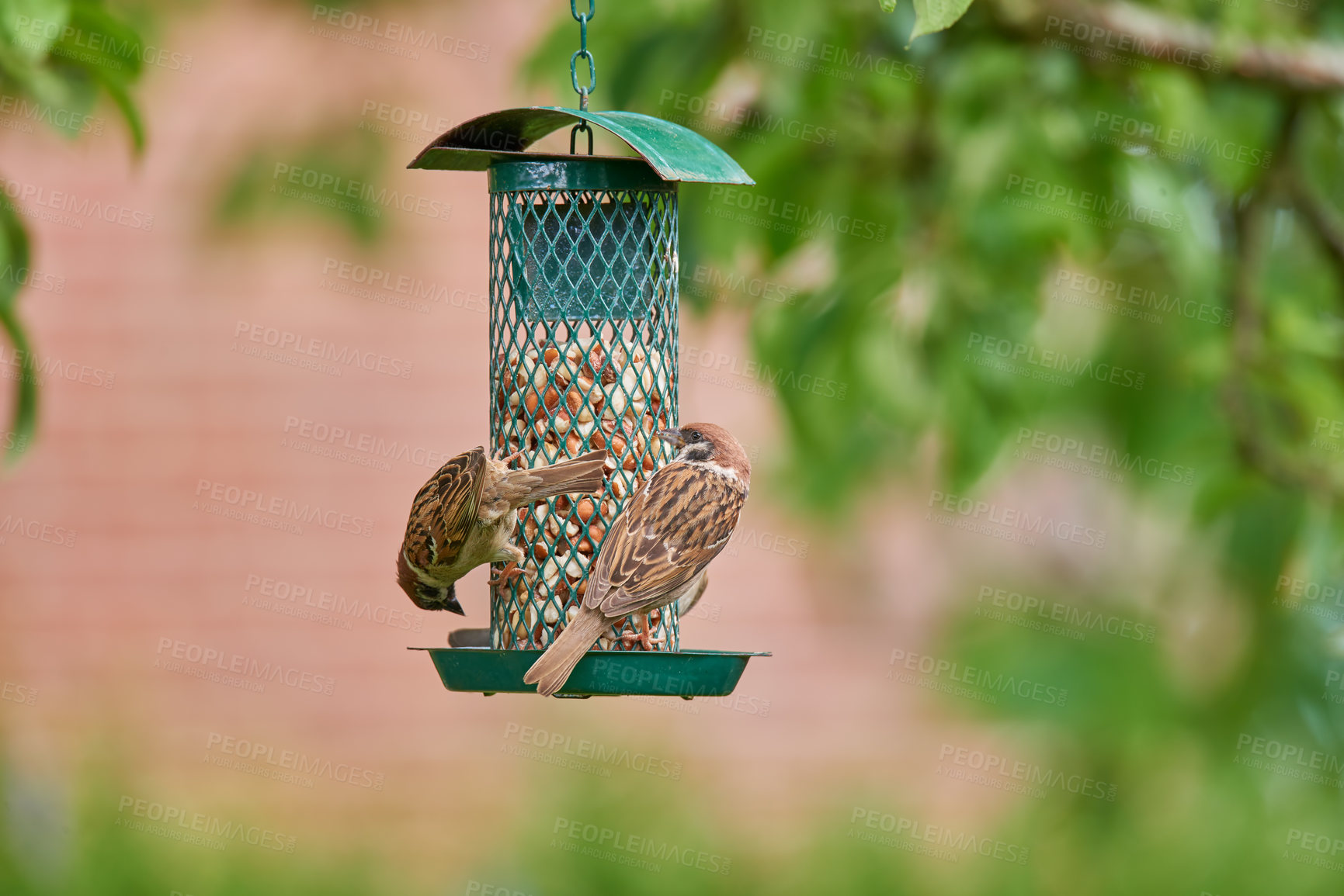 Buy stock photo Outdoor, tree and sparrows in bird feeder with corn for eating for growth and care. Preservation, conservation and sustainability with food or nutrition in garden for animals as healthy environment