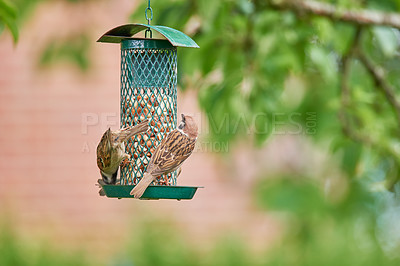 Buy stock photo Birds, eating and nuts in outdoor or nature for nutrition, hunger and feeding for environmental habitat. Passeridae, sparrow and tree with food for animal or wildlife in Europe and conservation.