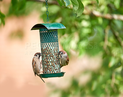 Buy stock photo Birds, eating and nuts in garden or nature for nutrition, hunger or feeding for environmental habitat. Passeridae, sparrow and tree with food outdoor for animal or wildlife in Europe and conservation