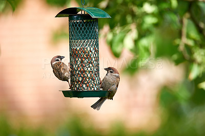 Buy stock photo Outdoor, trees and sparrow in bird feeder with seeds for eating for growth and care. Preservation, conservation and sustainability with food or nutrition in garden for animals as healthy livestock