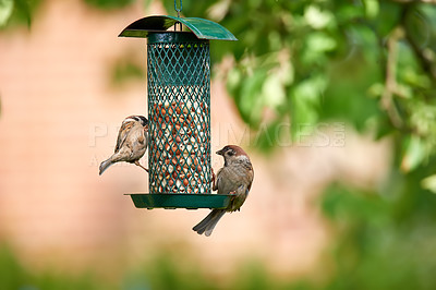 Buy stock photo Garden, trees and sparrow in bird feeder with seeds for eating for growth and care. Preservation, conservation and sustainability with food or nutrition in outdoor for animals as healthy livestock