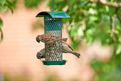 Buy stock photo Garden, trees and sparrow in bird feeder with corn for eating for growth and care. Preservation, conservation and sustainability with food or nutrition in outdoor for animals as healthy livestock