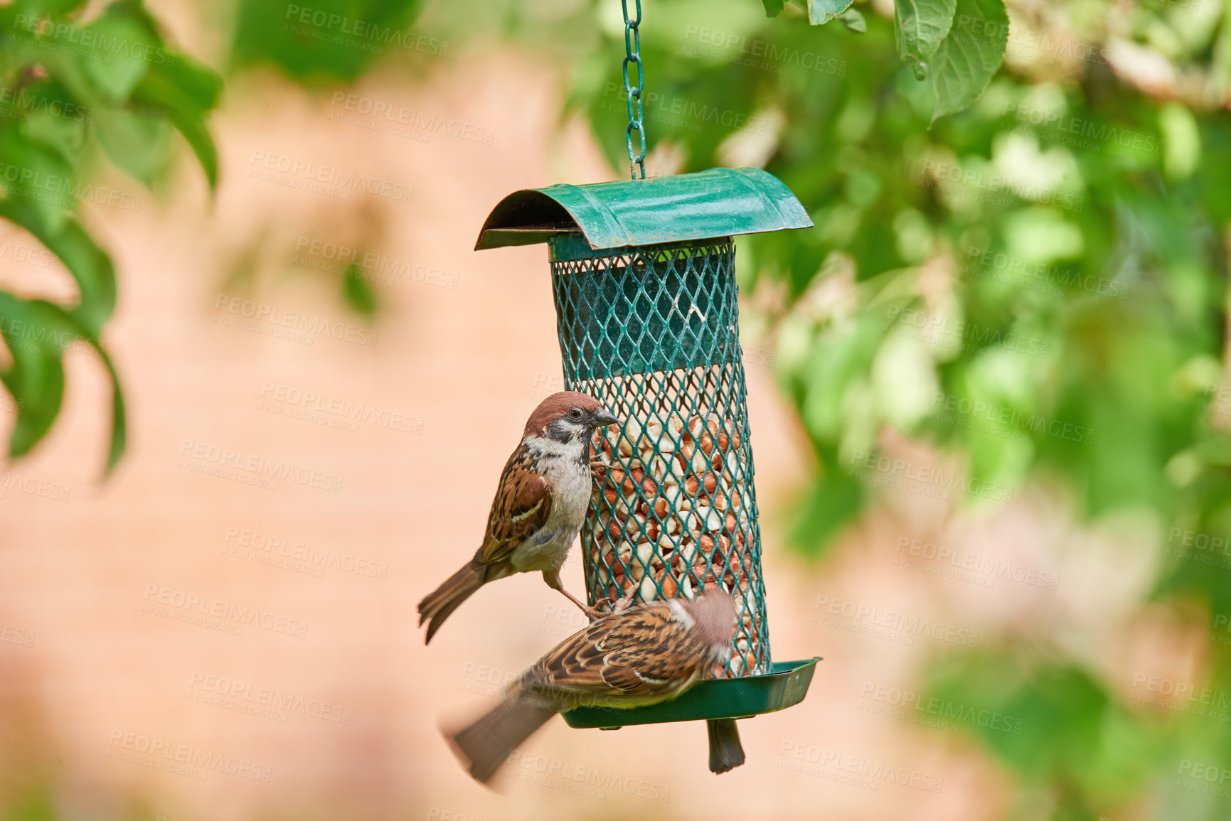 Buy stock photo Birds, eating and nuts in tree or nature for nutrition, hunger and feeding for environmental habitat. Passeridae, sparrow and outdoor with food for animal or wildlife in Europe and conservation.