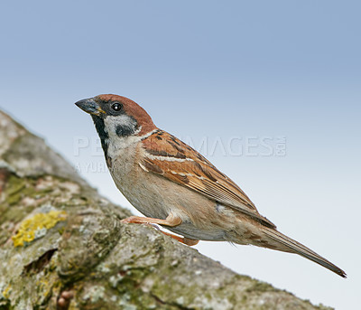 Buy stock photo Ecology, bird and sparrow on branch in environment for pollination, conservation or sustainability of ecosystem. Wildlife, animal or relax on tree for waiting or insect control in habitat with mockup