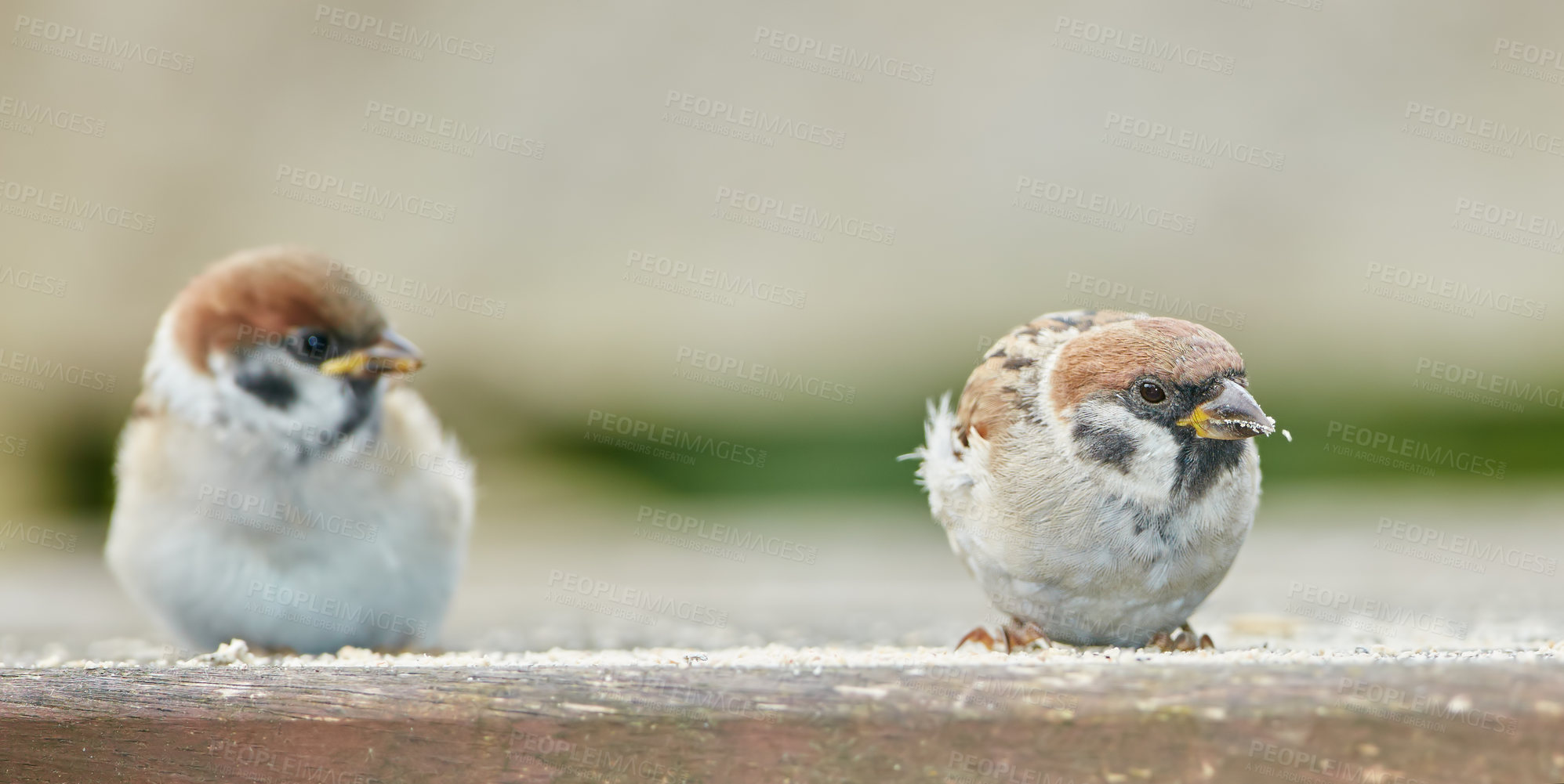 Buy stock photo Hungry, sparrow and birds with food for eating, conservation and adapting to human habitation. Ecosystem, feather and wings of animals with sunflower, cracked corn or natural nutrition for wildlife