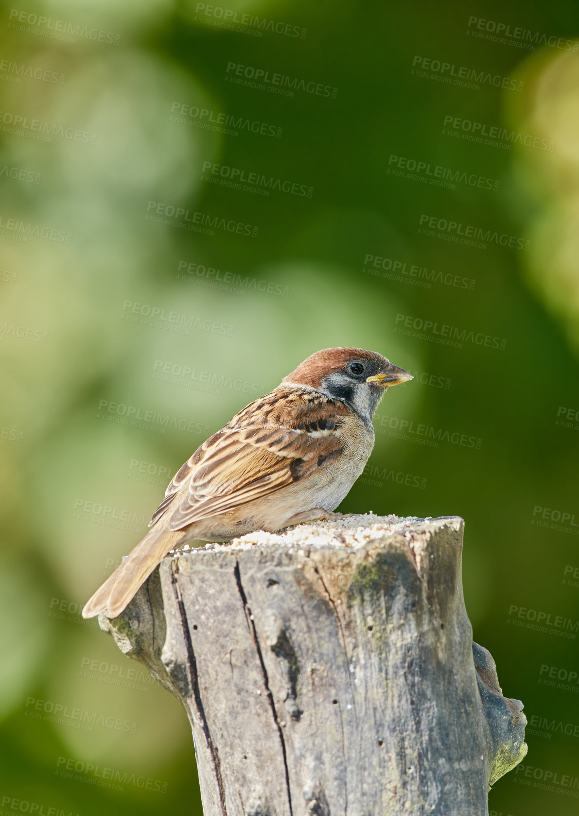 Buy stock photo Bird, sparrow and outdoor in nature on log for relax in natural environmental habitat, sustainability and wildlife. Passeridae, animal and branch in park or garden with green background in Europe.