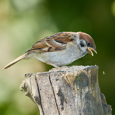 Buy stock photo Sparrows are a family of small passerine birds, Passeridae. They are also known as true sparrows, or Old World sparrows, names also used for a particular genus of the family, Passer