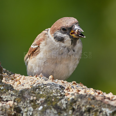 Buy stock photo Bird, tree sparrow and eating in nature for food, foraging and search for seeds. Small male animal, feeding and rest on log from flight, habitat creation and looking for mate in Denmark ecosystem