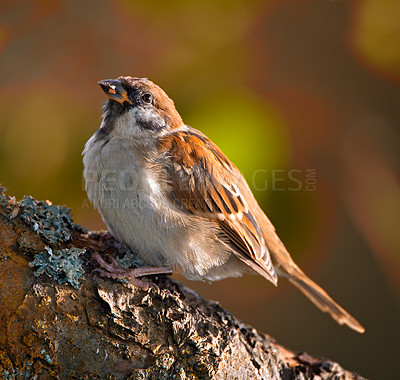 Buy stock photo Sparrow, bird and feeding on tree in environment for ecology, nutrition and conservation of ecosystem. Wildlife, animal and eating in nature with sustainability and natural habitat with mockup space