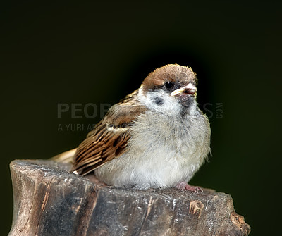 Buy stock photo Conservation, nature and wildlife with bird on tree trunk in natural environment for sustainability. Ecosystem, feathers and habitat with sparrow on black background outdoor for ecology or flight