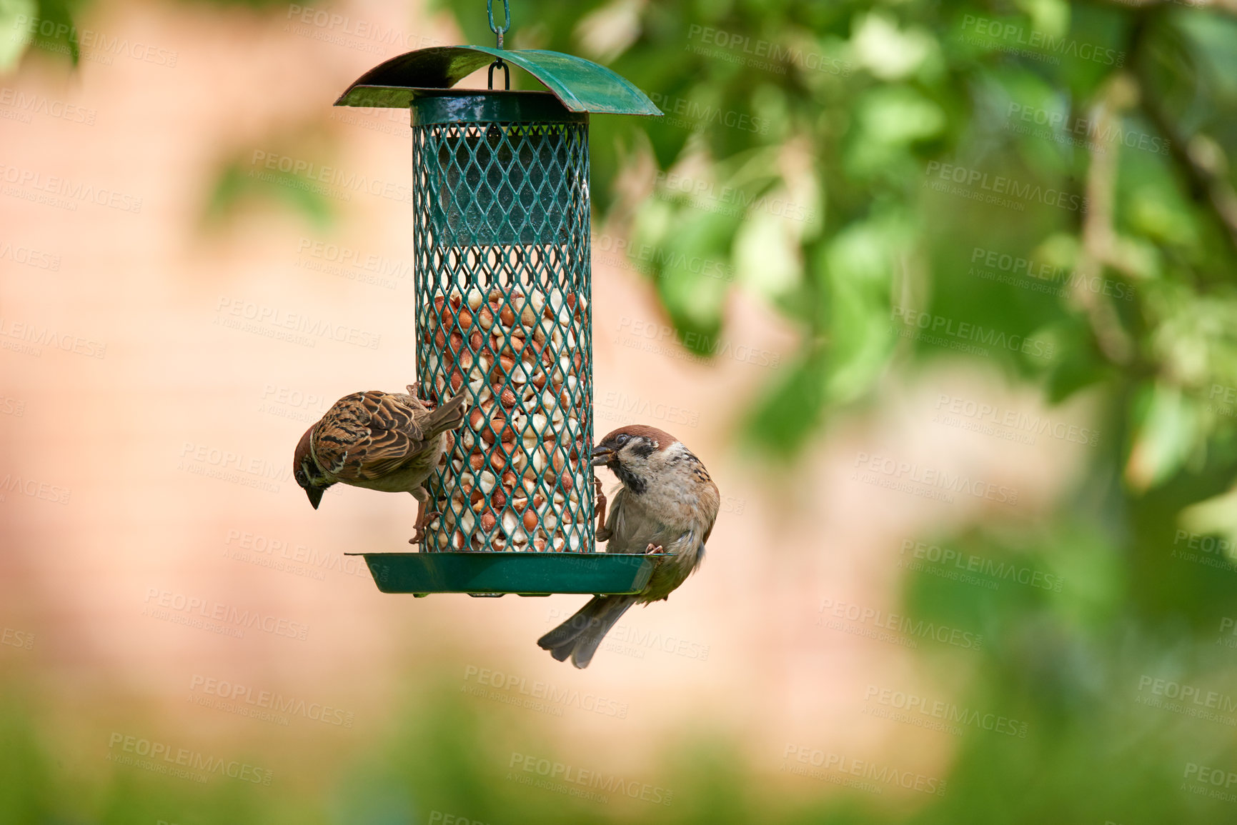 Buy stock photo Outside, trees and sparrow in bird feeder with corn for eating for growth and care. Preservation, conservation and sustainability with food or nutrition in garden for animal health, hungry and diet